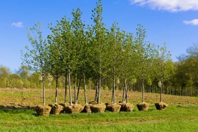 Apple Tree Planting in Ventura County, CA