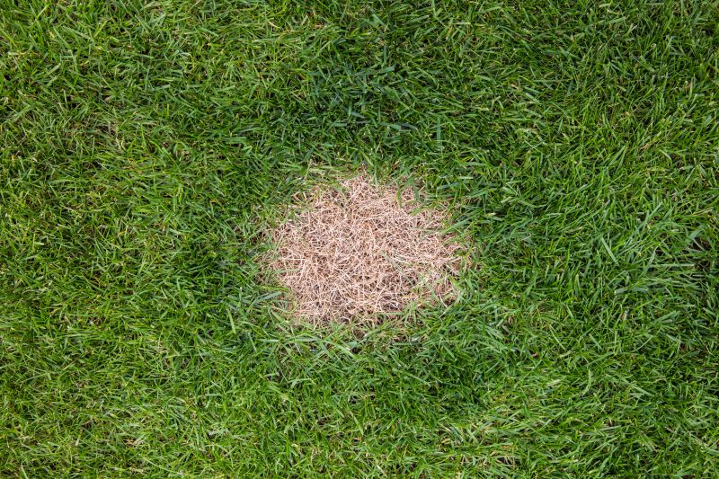 Damaged Yard Repair