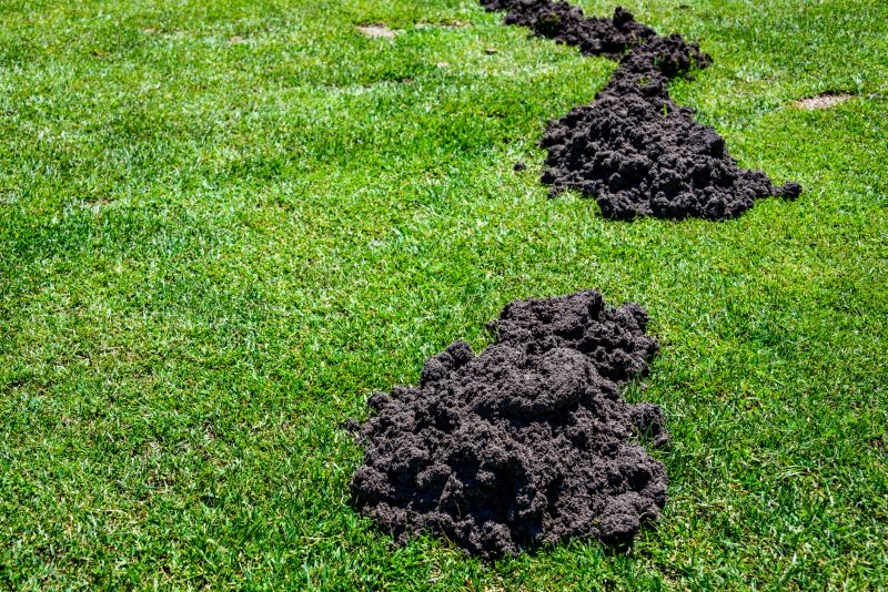Damaged Yard Repair