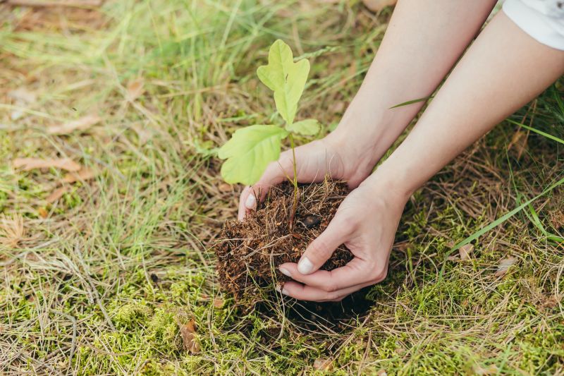 Japanese Maple Planting in Honolulu, HI