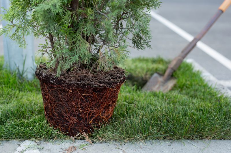 Maple Tree Planting in Ventura County, CA