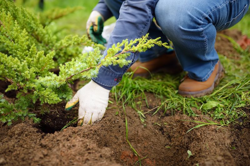 Orchard Planting in Ventura County, CA