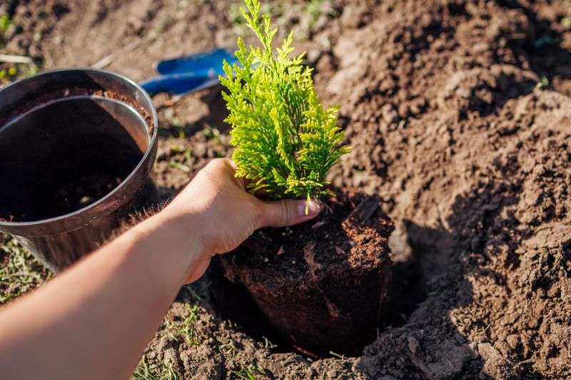 Palm Tree Planting in Honolulu, HI