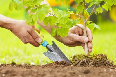 Planting Service