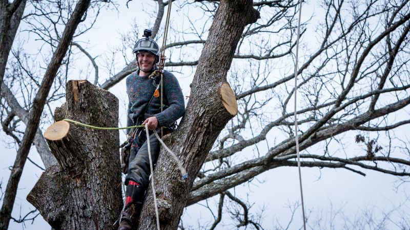 Tree Cabling Service